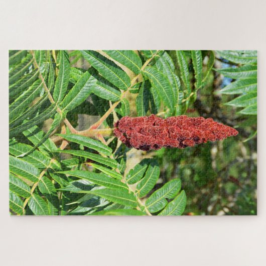 Sumac-Baum in Frankreich Puzzle (Horizontal)