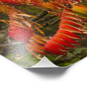 Sumac-Baum in Herbstfarbe in Weißfisch, Fotodruck (Ecke)