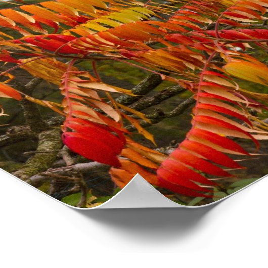 Sumac-Baum in Herbstfarbe in Weißfisch, Poster (Ecke)