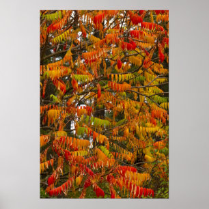 Sumac-Baum in Herbstfarbe in Weißfisch, Poster