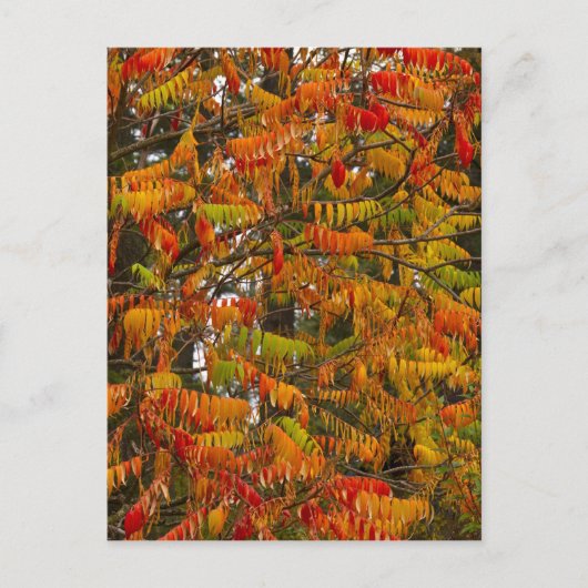 Sumac-Baum in Herbstfarbe in Weißfisch, Postkarte (Vorderseite)