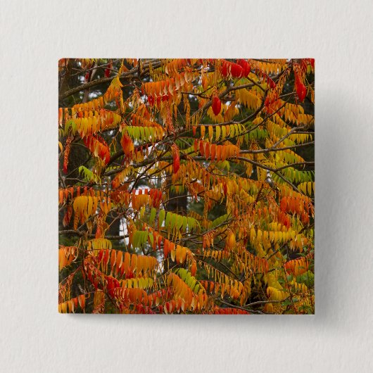 Sumac-Baum in Herbstfarbe in Whitefish, Button (Vorderseite)