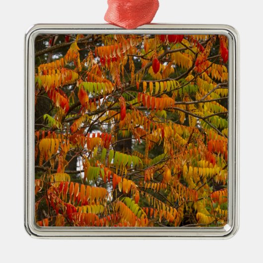 Sumac-Baum in Herbstfarbe in Whitefish, Silbernes Ornament (Vorne)