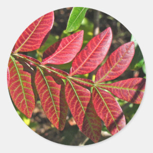 sumac-Blätter im Herbst Runder Aufkleber