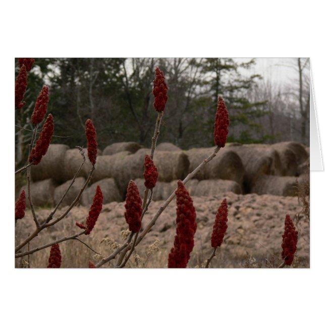 Sumac und Heu (Vorderseite (Horizontal))