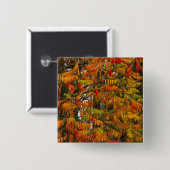 Sumachbaum in Herbstfarbe in Whitefish, Button (Vorne & Hinten)