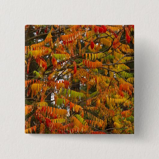 Sumachbaum in Herbstfarbe in Whitefish, Button (Vorderseite)