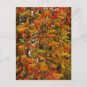 Sumachbaum in Herbstfarbe in Whitefish, Postkarte