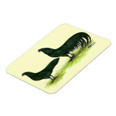 Sumatra Black Chickens Magnet (Linke Seite)