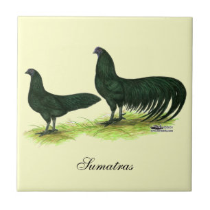 Sumatra Black Hühner Fliese