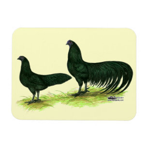 Sumatra Black Hühner Magnet