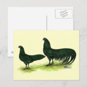 Sumatra Black Hühner Postkarte (Vorne/Hinten)