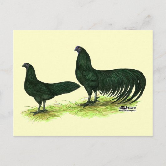 Sumatra Black Hühner Postkarte (Vorderseite)