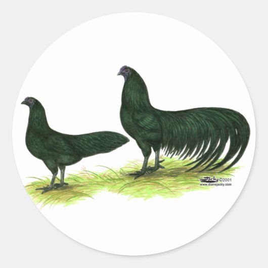 Sumatra Black Hühner Runder Aufkleber (Vorderseite)