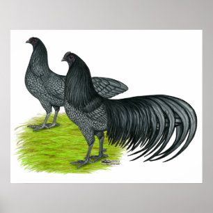 Sumatra: Blaues Paar Poster