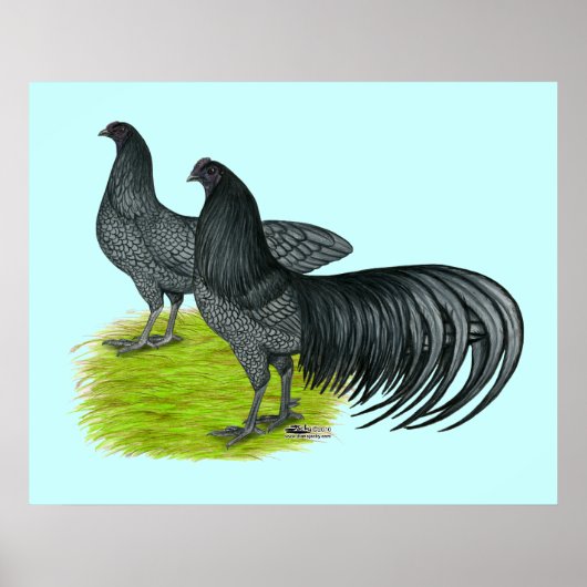 Sumatra: Blaues Paar Poster (Vorne)