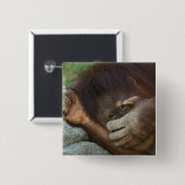 Sumatra-Orang-Utan, Pongo pygmaeus Button (Vorne & Hinten)
