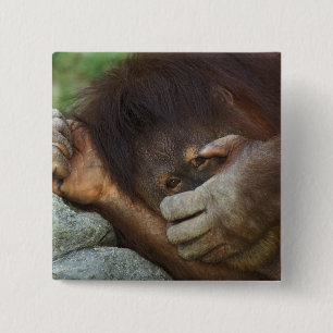 Sumatra-Orang-Utan, Pongo pygmaeus Button