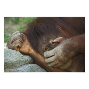 Sumatra-Orang-Utan, Pongo pygmaeus Fotodruck
