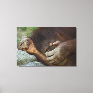 Sumatra-Orang-Utan, Pongo pygmaeus Leinwanddruck