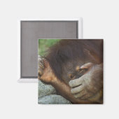 Sumatra-Orang-Utan, Pongo pygmaeus Magnet (Vorderseite/Rückseite)