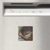Sumatra-Orang-Utan, Pongo pygmaeus Magnet (In Situ (Geschirrspüler))
