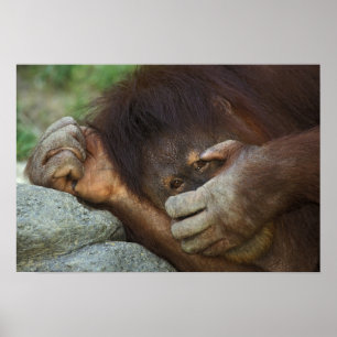Sumatra-Orang-Utan, Pongo pygmaeus Poster