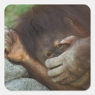 Sumatra-Orang-Utan, Pongo pygmaeus Quadratischer Aufkleber