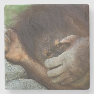 Sumatra-Orang-Utan, Pongo pygmaeus Steinuntersetzer