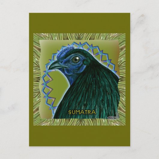 Sumatra Rooster Gerahmt Postkarte (Vorderseite)