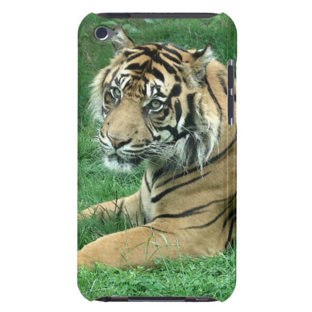 Sumatra-Tiger auf Ihrer iPod-Touch-Case-Mate iPod Touch Cover (Rückseite)
