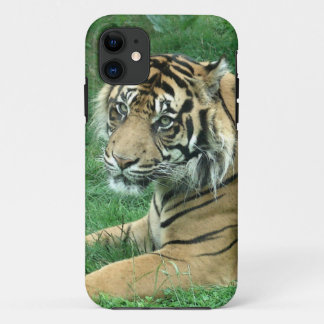 Sumatra-Tiger auf iPhone 5 kaum dort Case-Mate iPhone Hülle