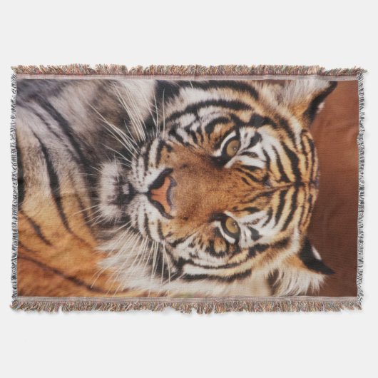 Sumatra-Tiger Decke (Vorderseite)