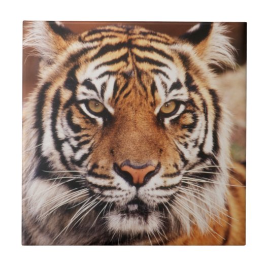 Sumatra-Tiger Fliese (Vorderseite)