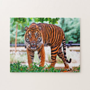Sumatra-Tiger. Große Katzen. Puzzle