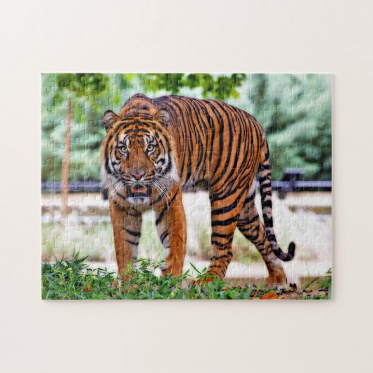 Sumatra-Tiger. Große Katzen. Puzzle (Horizontal)