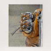 Sumatra-Tiger. Große Katzen. Puzzle (Vertikal)
