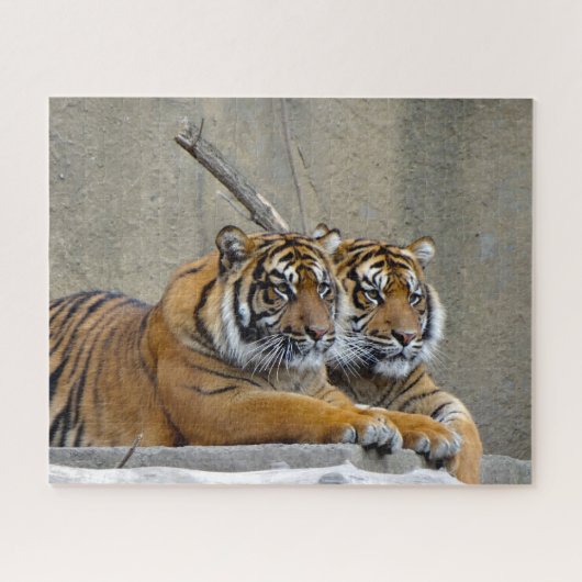 Sumatra-Tiger. Große Katzen. Puzzle (Horizontal)
