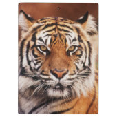 Sumatra-Tiger Klemmbrett (Rückseite)