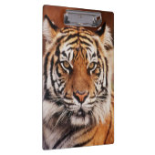 Sumatra-Tiger Klemmbrett (Rechts)
