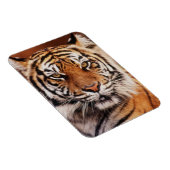 Sumatra-Tiger Magnet (Rechte Seite)