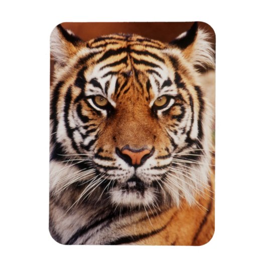 Sumatra-Tiger Magnet (Vertikal)