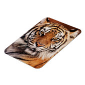 Sumatra-Tiger Magnet (Linke Seite)