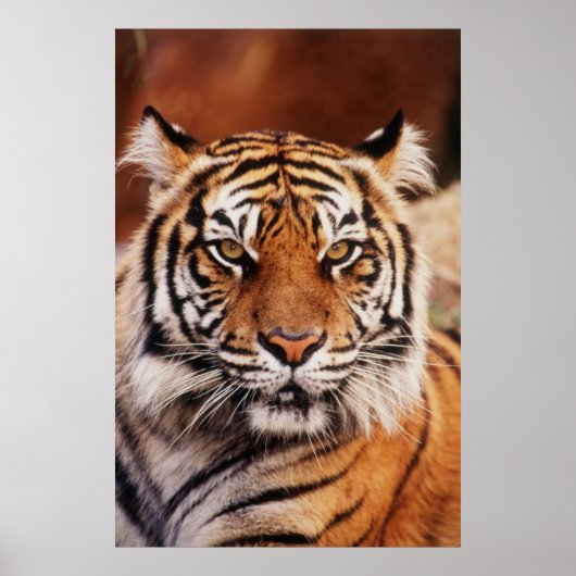 Sumatra-Tiger Poster (Vorne)