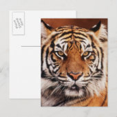 Sumatra-Tiger Postkarte (Vorne/Hinten)