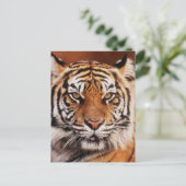 Sumatra-Tiger Postkarte (Stehend Vorderseite)