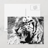 Sumatra-Tiger Postkarte (Vorne/Hinten)