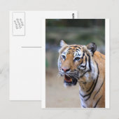 Sumatra-Tiger Postkarte (Vorne/Hinten)