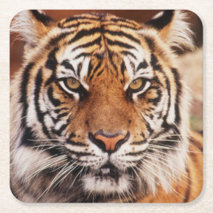 Sumatra-Tiger Rechteckiger Pappuntersetzer