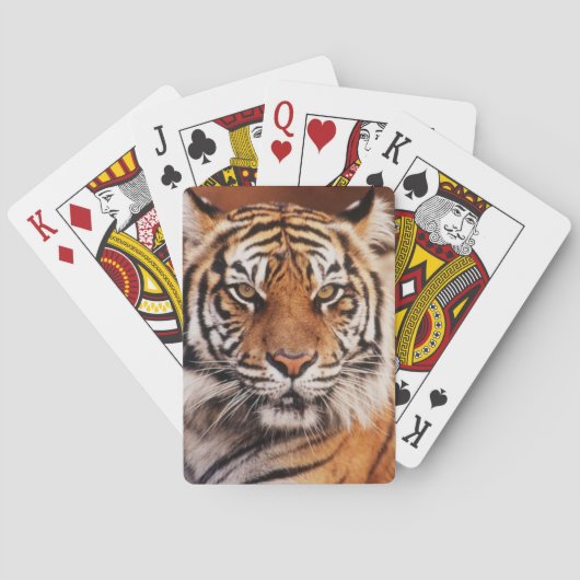 Sumatra-Tiger Spielkarten (Rückseite)